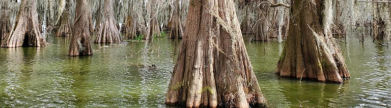 Louisiana bayou